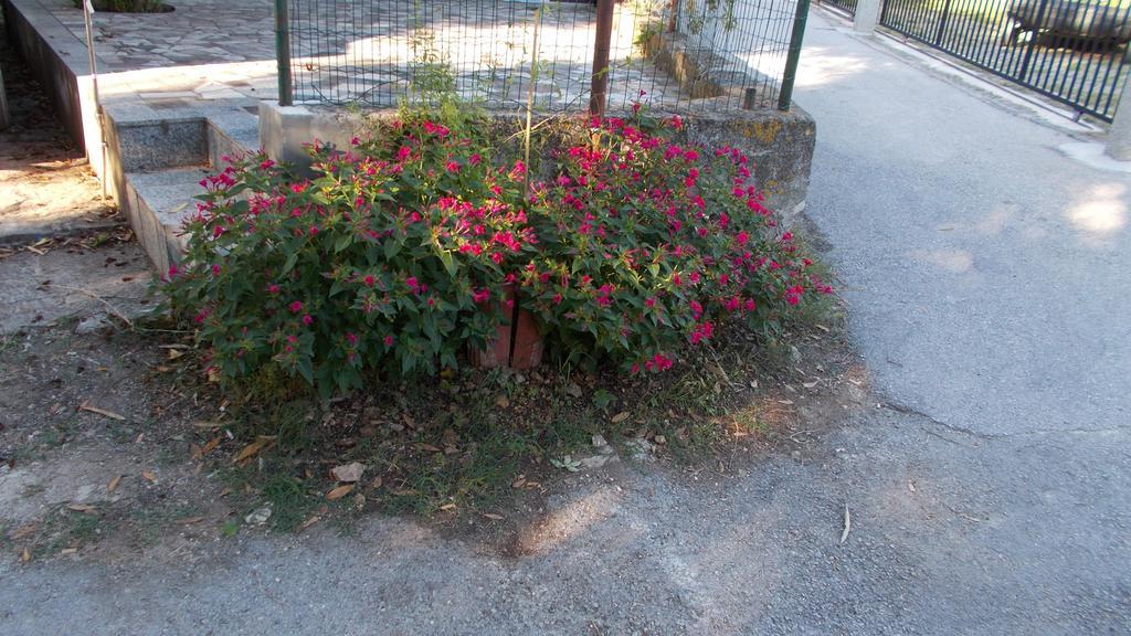 Guest House Accommodation Rupine Premantura Kültér fotó